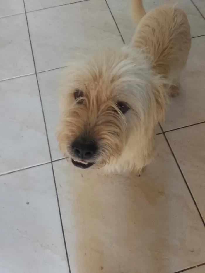 Cachorro raça Poodle idade 2 anos nome Scooby 