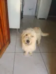 Scooby 