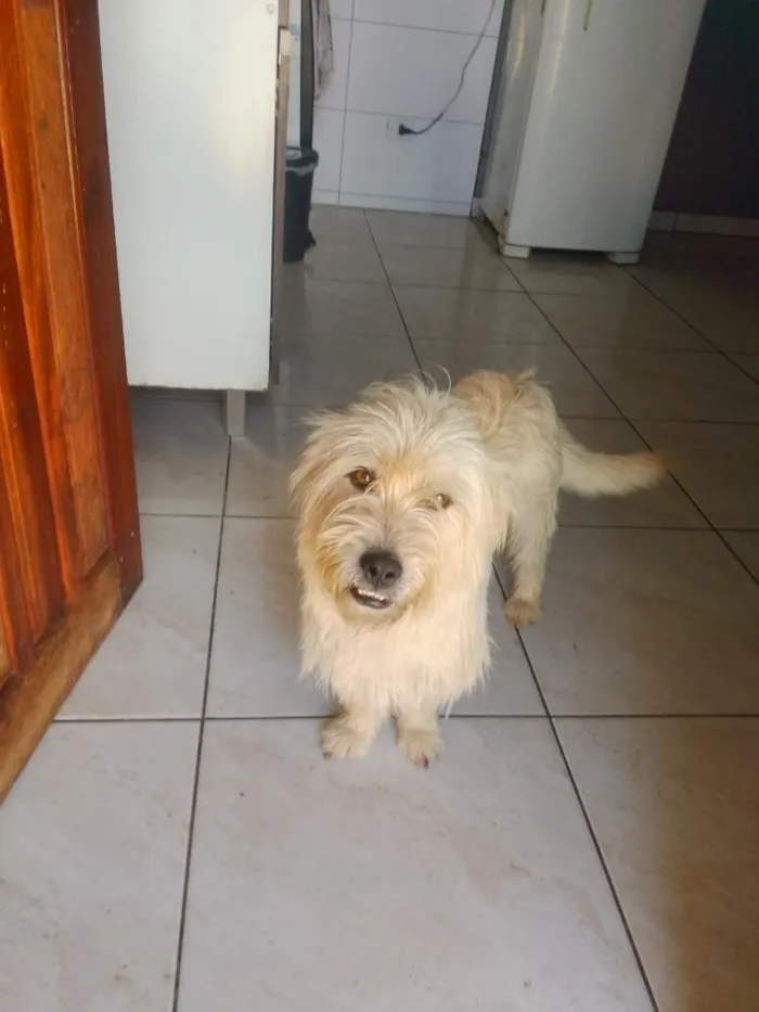 Cachorro raça Poodle idade 2 anos nome Scooby 