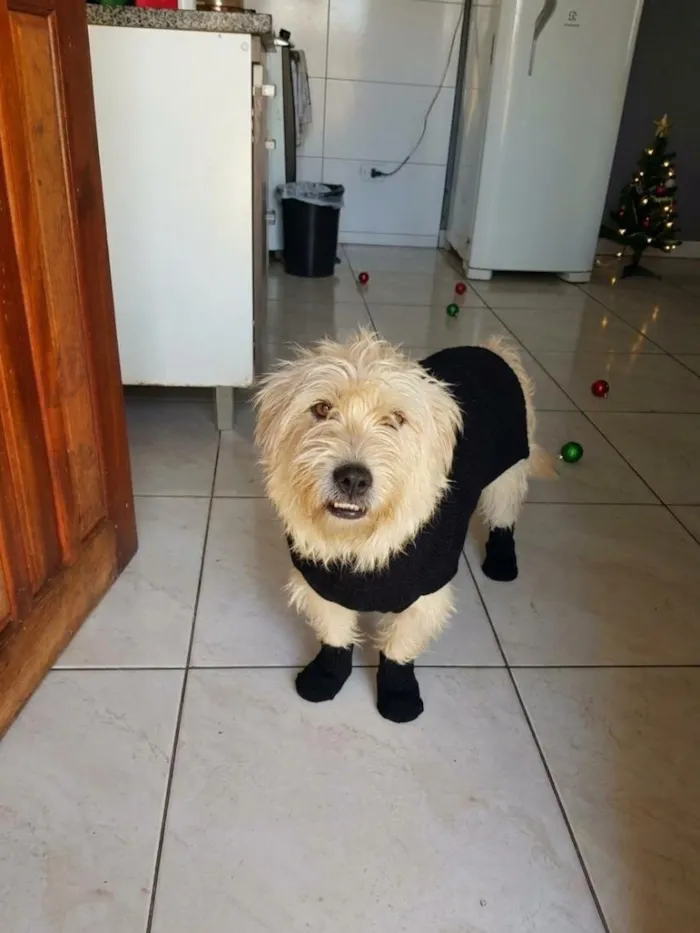 Cachorro raça Poodle idade 2 anos nome Scooby 