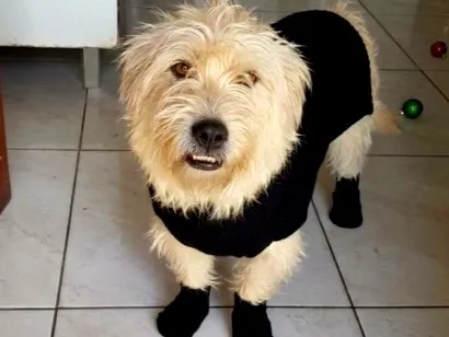 Cachorro raça Poodle idade 2 anos nome Scooby 