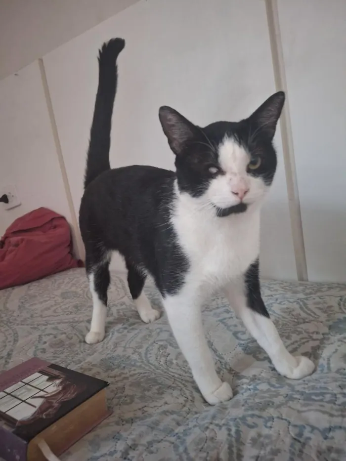 Gato raça SRD-ViraLata idade 1 ano nome Tyson