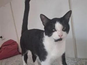 Gato raça SRD-ViraLata idade 1 ano nome Tyson