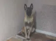 Panqueca