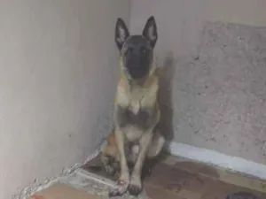 Cachorro raça Pastor Alemão idade 7 a 11 meses nome Panqueca