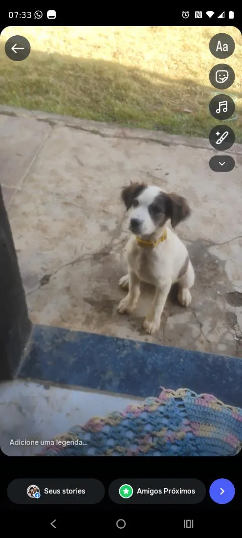 Cachorro raça Não sei  idade 2 a 6 meses nome aurora 