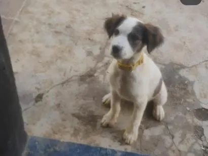 Cachorro raça Não sei  idade 2 a 6 meses nome aurora 