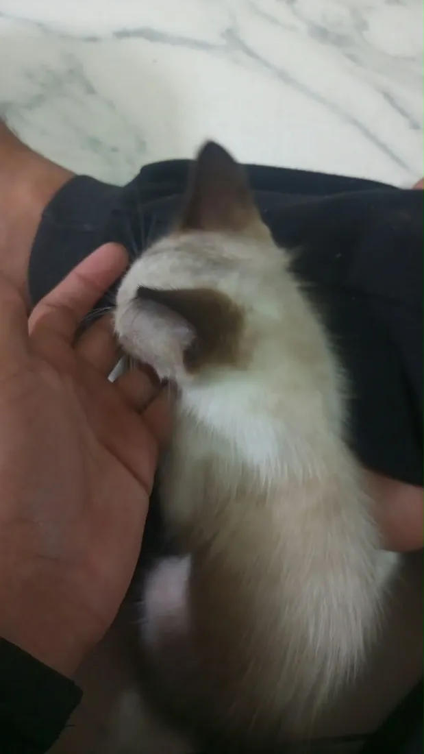 Gato raça SRD-ViraLata idade 2 a 6 meses nome Princesa sem nome 