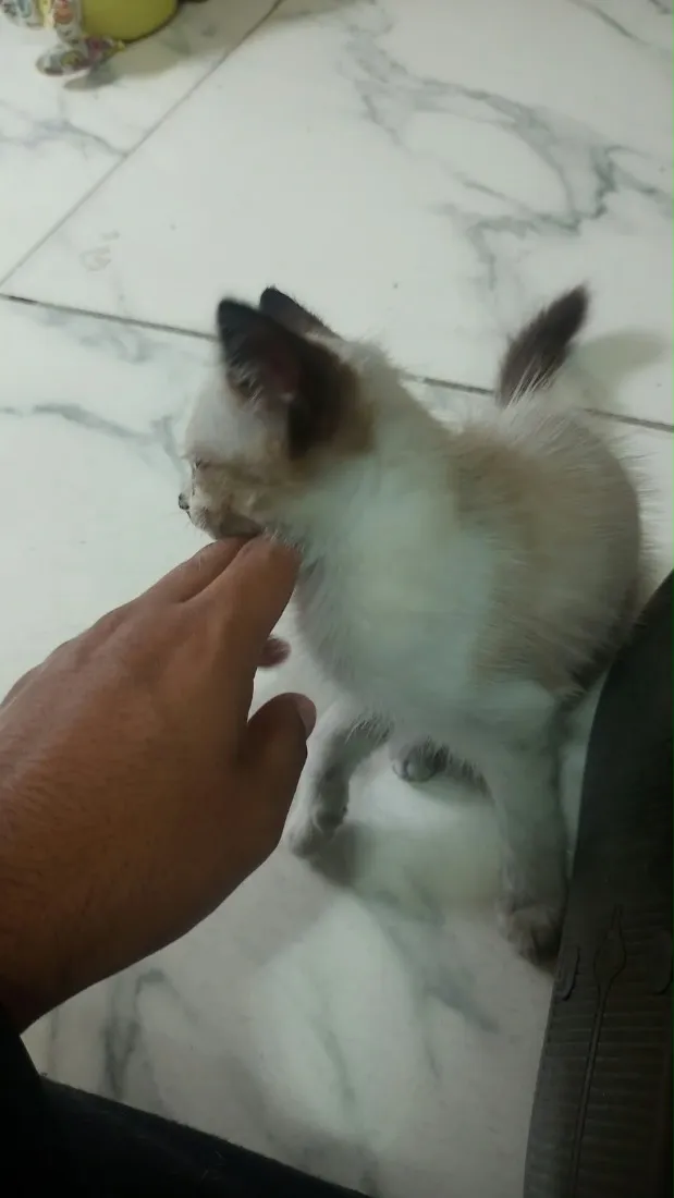 Gato raça SRD-ViraLata idade 2 a 6 meses nome Princesa sem nome 
