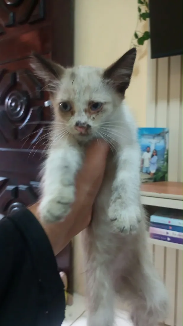 Gato raça SRD-ViraLata idade 2 a 6 meses nome Princesa sem nome 