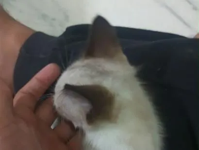Gato raça SRD-ViraLata idade 2 a 6 meses nome Princesa sem nome 