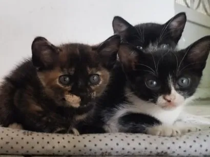 Gato raça SRD-ViraLata idade Abaixo de 2 meses nome sem nome