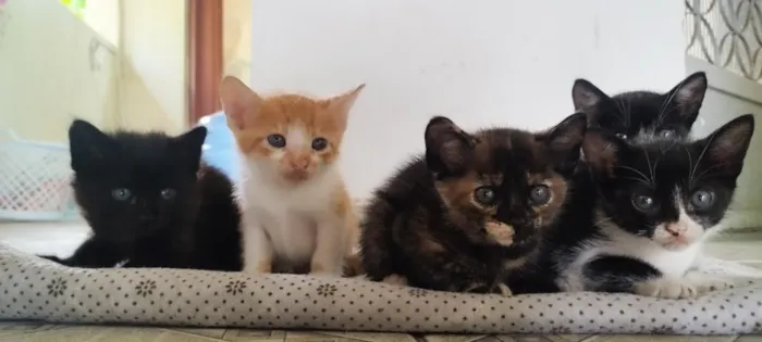 Gato raça SRD-ViraLata idade Abaixo de 2 meses nome sem nome