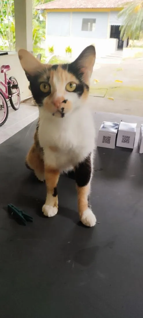 Gato raça SRD-ViraLata idade 7 a 11 meses nome sem nome 