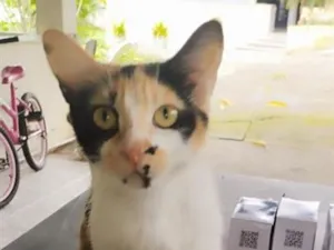 Gato raça SRD-ViraLata idade 7 a 11 meses nome sem nome 