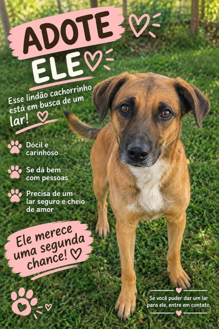 Cachorro raça SRD-ViraLata idade 2 anos nome bob