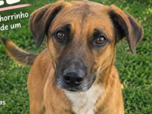 Cachorro raça SRD-ViraLata idade 2 anos nome bob