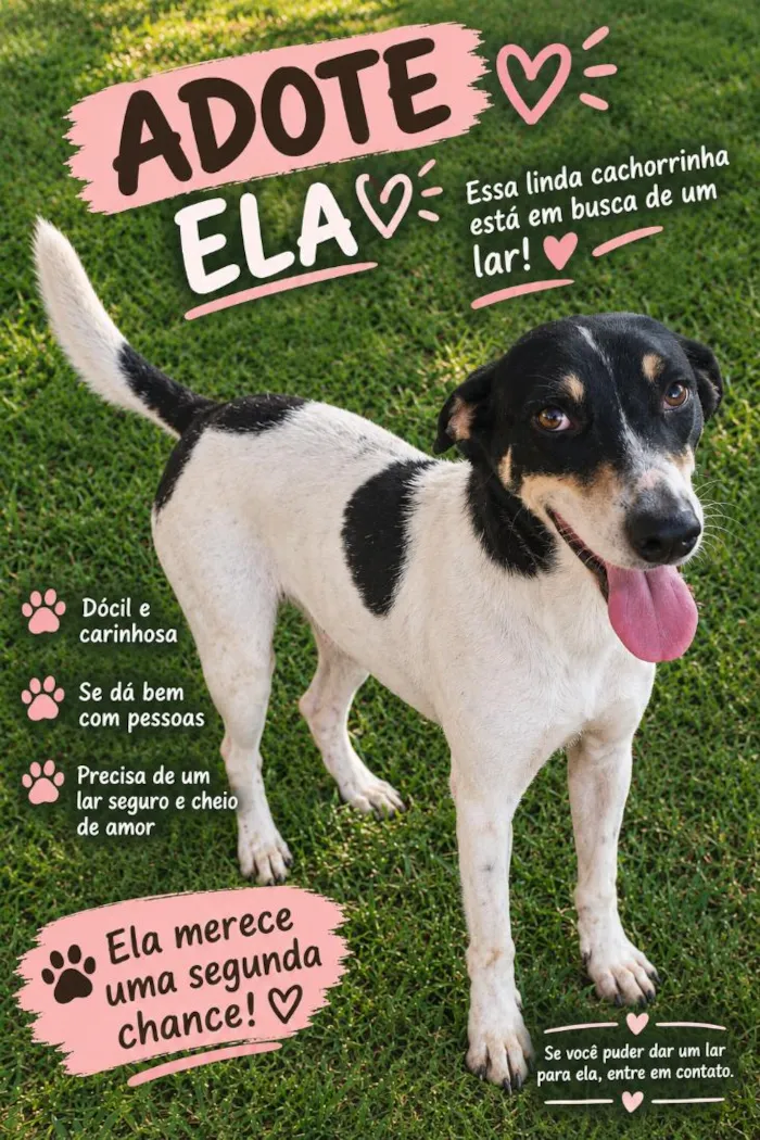Cachorro raça SRD-ViraLata idade 2 anos nome Meg