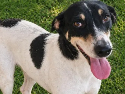 Cachorro raça SRD-ViraLata idade 2 anos nome Meg