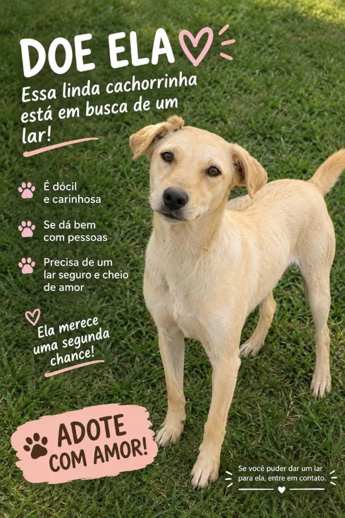 Cachorro raça SRD-ViraLata idade 2 anos nome nina