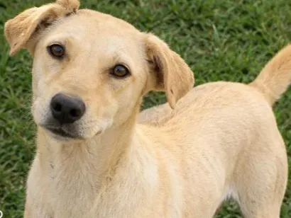 Cachorro raça SRD-ViraLata idade 2 anos nome nina