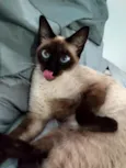 amora 