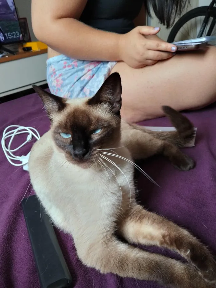 Gato raça Siamês idade 2 anos nome amora 