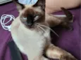 amora 