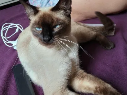 Gato raça Siamês idade 2 anos nome amora 