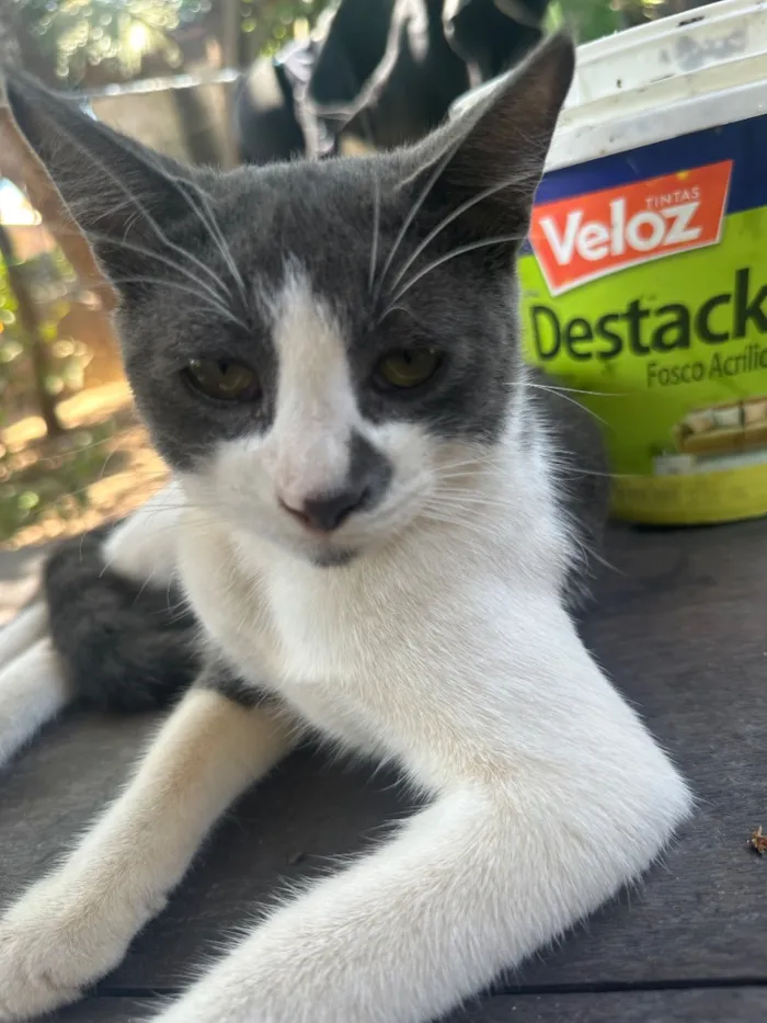 Gato raça SRD-ViraLata idade 1 ano nome Cinza
