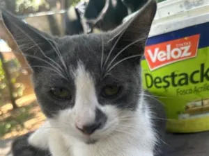 Gato raça SRD-ViraLata idade 1 ano nome Cinza