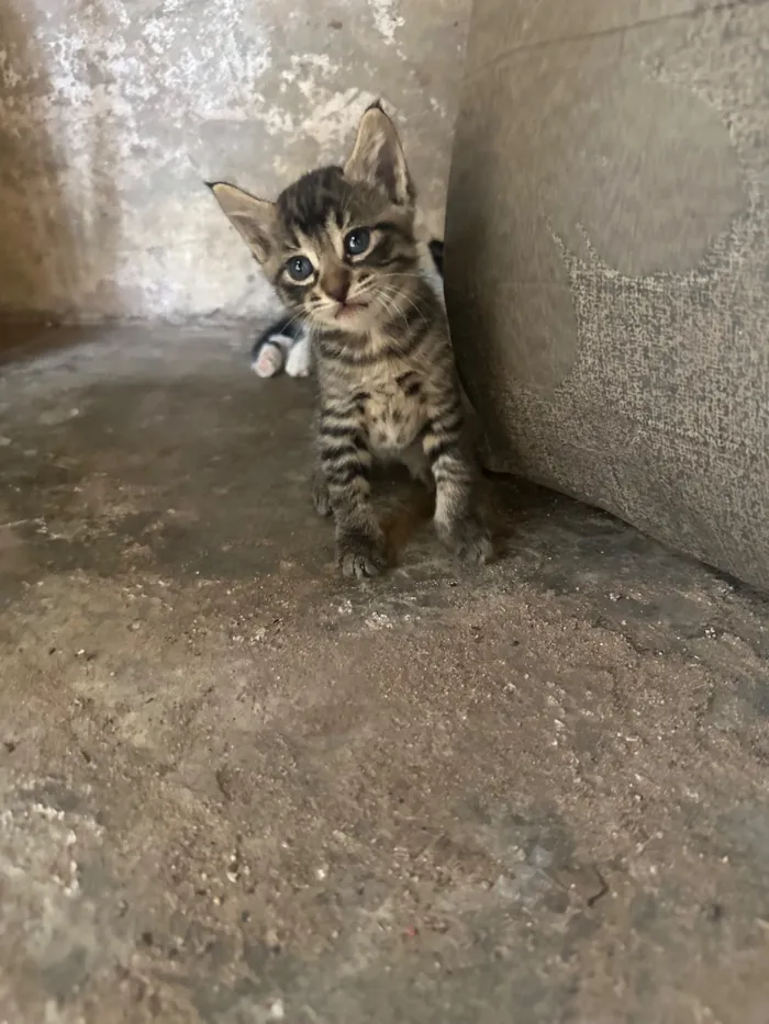 Gato raça SRD-ViraLata idade 2 a 6 meses nome Malhada