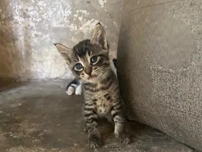 Gato raça SRD-ViraLata idade 2 a 6 meses nome Malhada