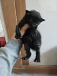 Gatinho Preto