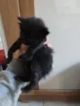 Gatinho Preto