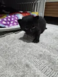 Gatinho Preto