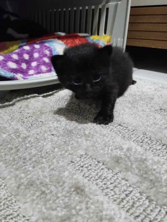 Gato raça SRD-ViraLata idade 2 a 6 meses nome Gatinho Preto
