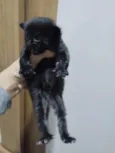 Gatinho Preto