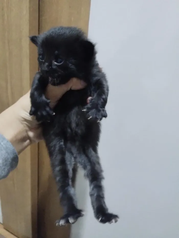 Gato raça SRD-ViraLata idade 2 a 6 meses nome Gatinho Preto