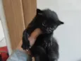 Gatinho Preto