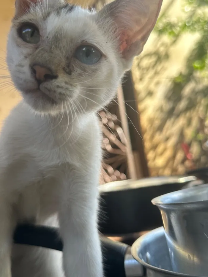 Gato raça SRD-ViraLata idade 2 a 6 meses nome Nala