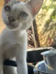 Nala