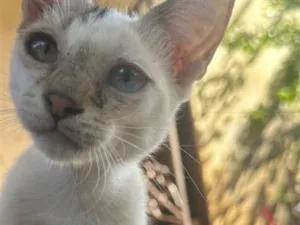Gato raça SRD-ViraLata idade 2 a 6 meses nome Nala