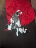 Pretinha e Cinzinha 
