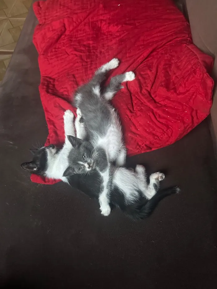 Gato raça SRD-ViraLata idade 2 a 6 meses nome Pretinha e Cinzinha 