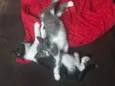 Pretinha e Cinzinha