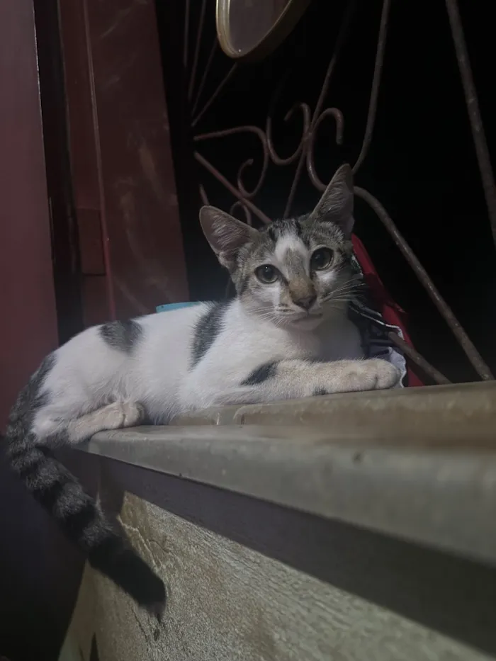 Gato raça SRD-ViraLata idade 1 ano nome Tom 