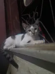 Tom