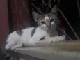 Tom 