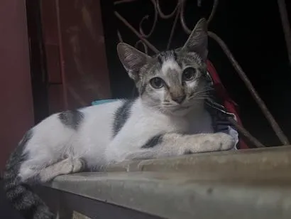 Gato raça SRD-ViraLata idade 1 ano nome Tom 